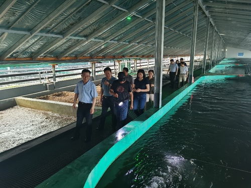 黃條鰤養(yǎng)殖新篇章 黃海水產(chǎn)研究所工廠化循環(huán)水養(yǎng)殖技術(shù)示范成功通過(guò)現(xiàn)場(chǎng)驗(yàn)收
